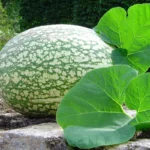 Courge de Siam (Cucurbita ficifolia) Graines