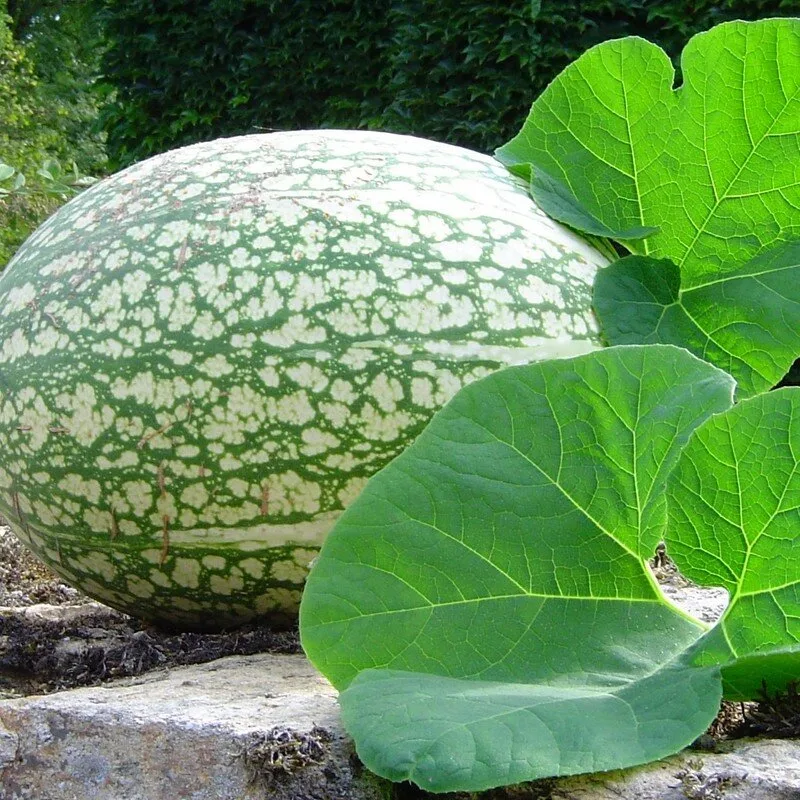 Courge de Siam (Cucurbita ficifolia) Graines