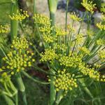 Fenouil officinal (Foeniculum vulgare) Graines
