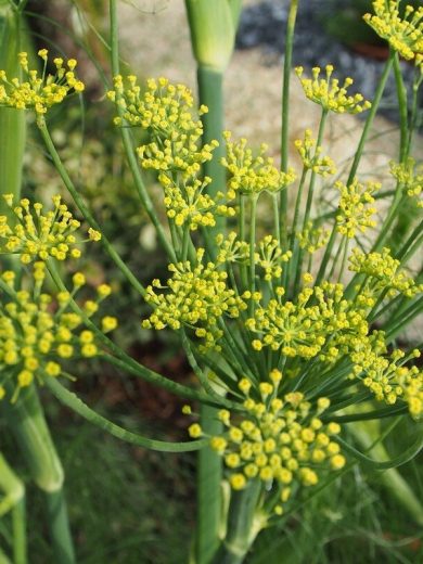 Fenouil officinal (Foeniculum vulgare) Graines