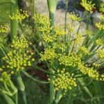 Fenouil officinal (Foeniculum vulgare) Graines