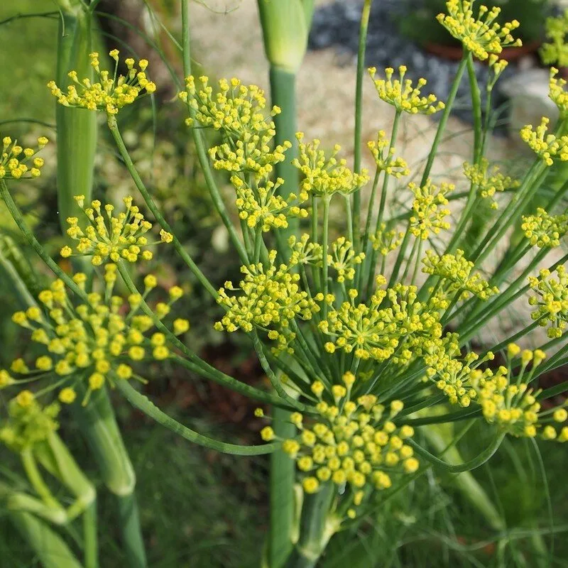 Fenouil officinal (Foeniculum vulgare) Graines