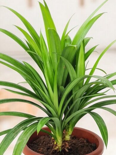Pandanus comestible (Pandanus amaryllifolius) Plant