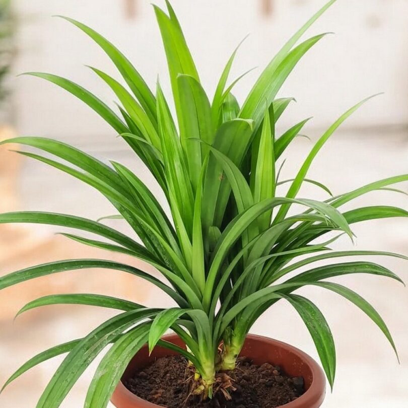 Pandanus comestible (Pandanus amaryllifolius) Plant