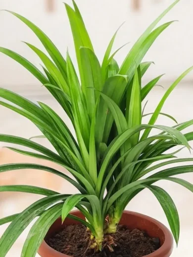 Pandanus comestible (Pandanus amaryllifolius) Plant