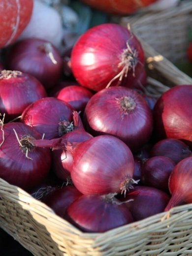 Oignon rouge 'Red Baron' (Bulbes à planter)