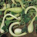 Courge trompette 'Tromba d’Albenga' (Variété ancienne) Graines
