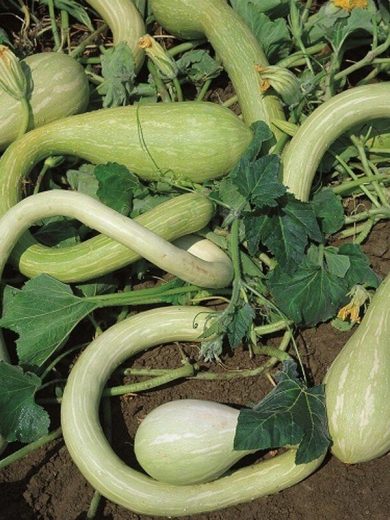 Courge trompette 'Tromba d’Albenga' (Variété ancienne) Graines