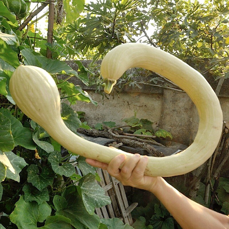 Courge trompette 'Tromba d’Albenga' (Variété ancienne) Graines