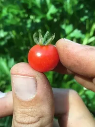 Tomate botanique groseille rouge (Solanum pimpinellifolium) Graines