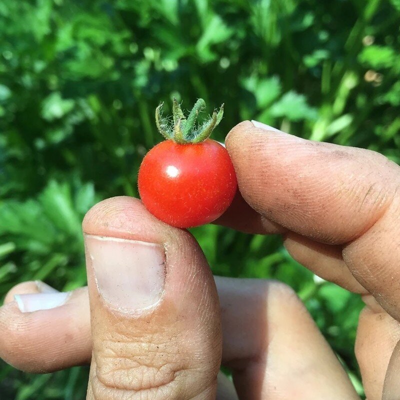 Tomate botanique groseille rouge (Solanum pimpinellifolium) Graines
