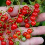 Tomate botanique groseille rouge (Solanum pimpinellifolium) Graines