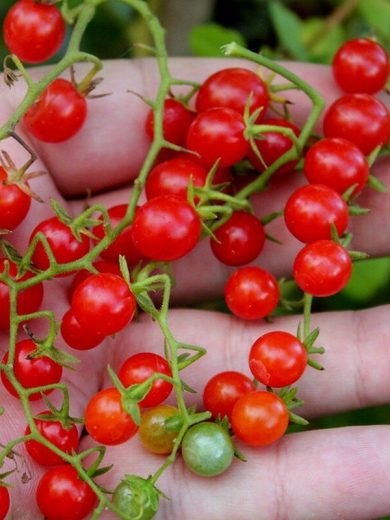 Tomate botanique groseille rouge (Solanum pimpinellifolium) Graines