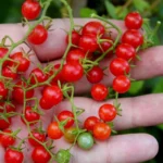 Tomate botanique groseille rouge (Solanum pimpinellifolium) Graines