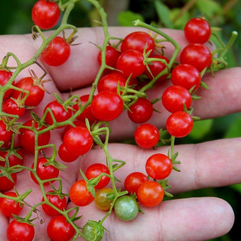 Graines de tomate coeur de boeuf rouge bio à semer - Je plante ma graine