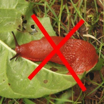 Plantes contre les limaces