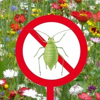 Plantes anti-pucerons