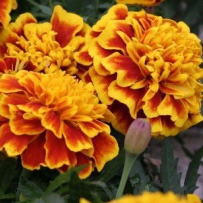 Plantes anti-nématodes