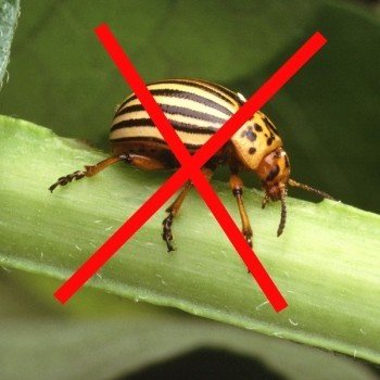 Plantes Anti-doryphores