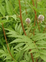 Réglisse du Yunnan (Glycyrrhiza yunnanensis) Graines