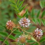 Réglisse du Yunnan (Glycyrrhiza yunnanensis) Graines