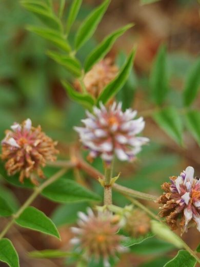 Réglisse du Yunnan (Glycyrrhiza yunnanensis) Graines