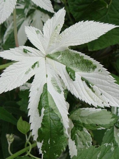 Houblon Panaché (Humulus jap. variegatus) Graines