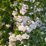 Petit Calament "Nepita" (Calamintha nepeta) Graines