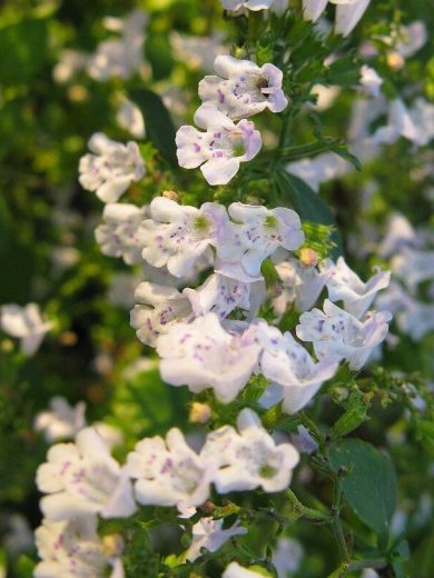 Petit Calament "Nepita" (Calamintha nepeta) Graines