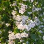 Petit Calament "Nepita" (Calamintha nepeta) Graines