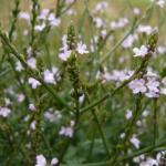 Verveine officinale (Verbena officinalis) Graines