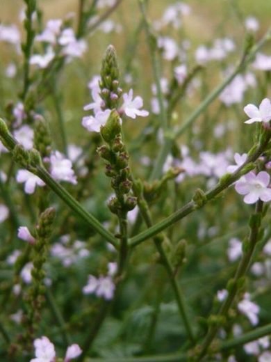 Verveine officinale (Verbena officinalis) Graines