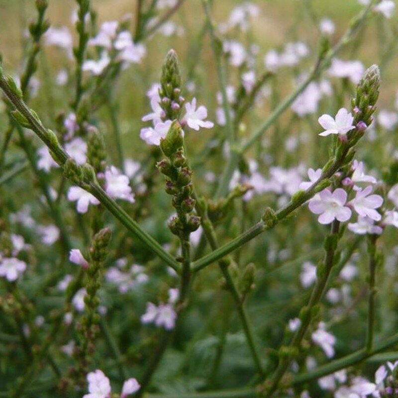 Verveine officinale (Verbena officinalis) Graines - Alsagarden