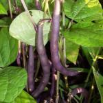Haricot Nain Mangetout 'Purple Queen' Graines