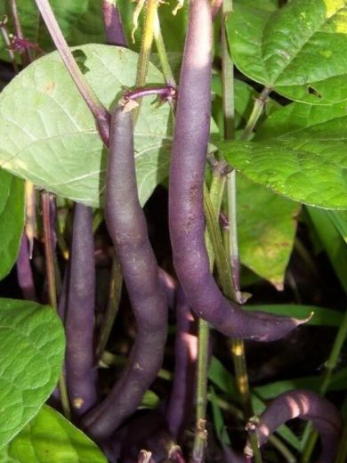 Haricot Nain Mangetout 'Purple Queen' Graines