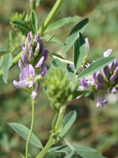 Graines de la plante qui danse à semer