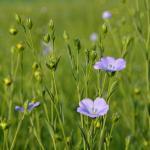 Lin Bleu (Engrais vert) Graines