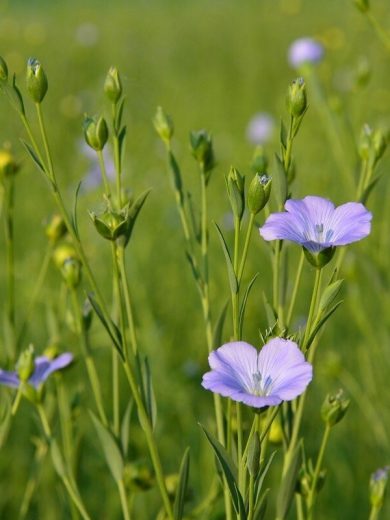 Lin Bleu (Engrais vert) Graines