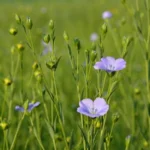 Lin Bleu (Engrais vert) Graines