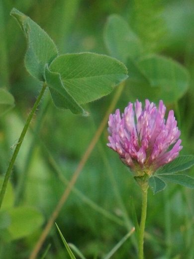 Trèfle Violet (Engrais vert) Graines