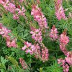 Sainfoin (Engrais vert) Graines