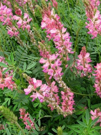 Sainfoin (Engrais vert) Graines