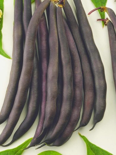 Haricot Nain Mangetout 'Purple Queen' Graines