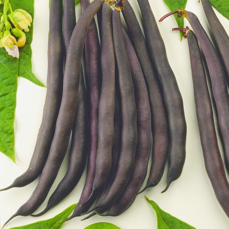 Haricot Nain Mangetout 'Purple Queen' Graines