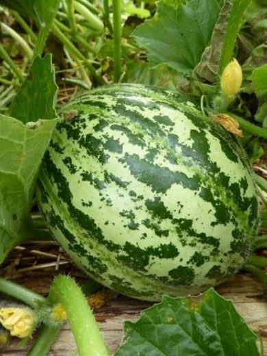 Melon de Lunéville (Variété ancienne) Graines