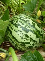 Melon de Lunéville (Variété ancienne) Graines