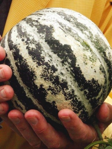 Melon de Lunéville (Variété ancienne) Graines