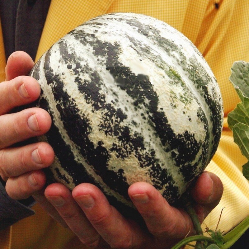 Melon de Lunéville (Variété ancienne) Graines