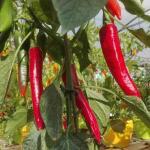 Piment 'Sucette de Provence' (Variété ancienne) Graines