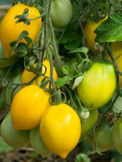 Tomate 'Tétons de Vénus Jaune' Graines